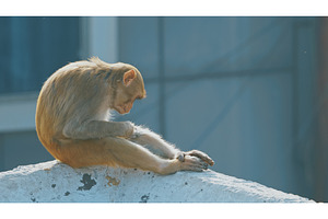 Agra, Uttar Pradesh, India. Monkey, an Animal Photo by Our Amazing World