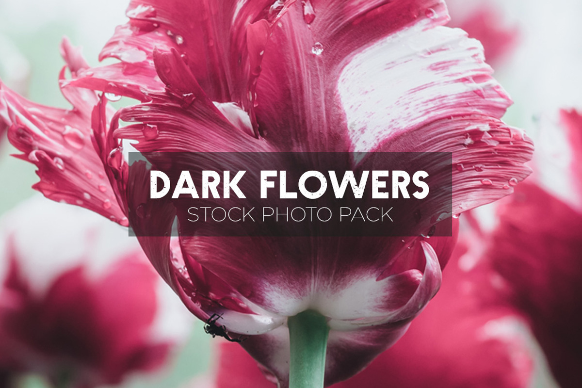 Dark Flowers - Stock Photos, a Nature Photo by outlinez (Photo 5 of 8)