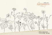 Pencil flowers | delicate drawings, an Illustration by GrafikBoutique (Thumbnail 4 of 9)