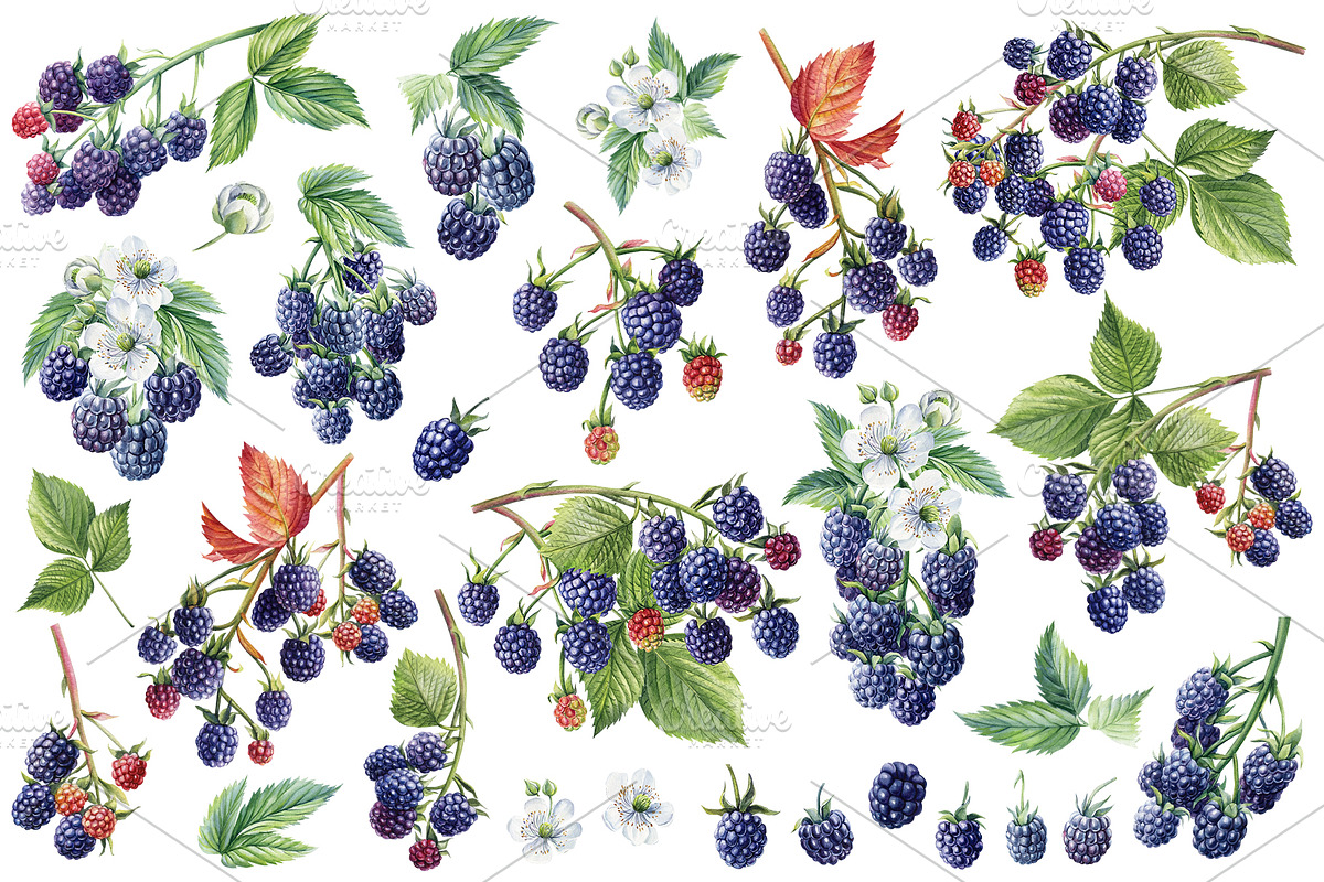 Watercolor Fresh Berries, a Decorative Illustration by Hanna Hryharenka (Photo 5 of 16)