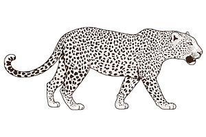 White LEOPARD