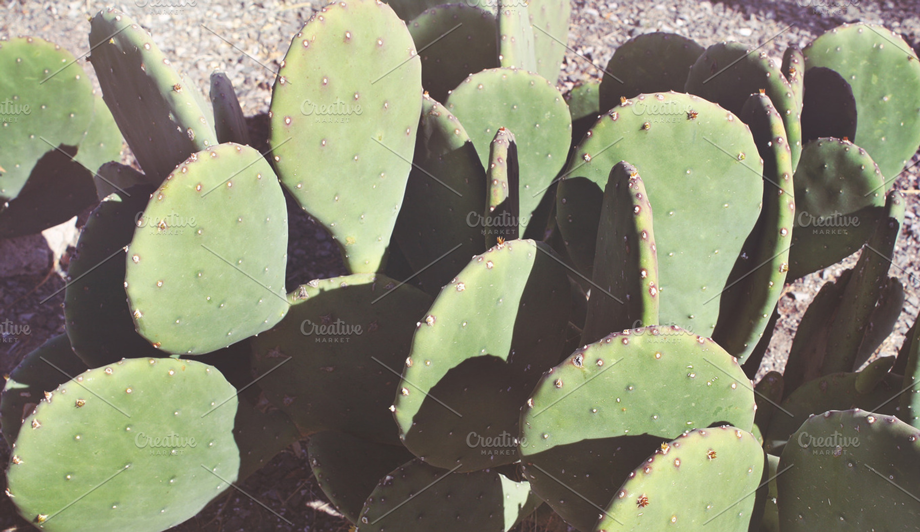 Cactus In West Texas