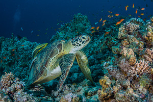 turtle with remora