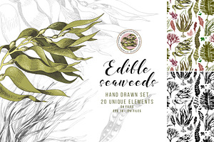 Hand drawn edible seaweeds, a Decorative Illustration by handsketched