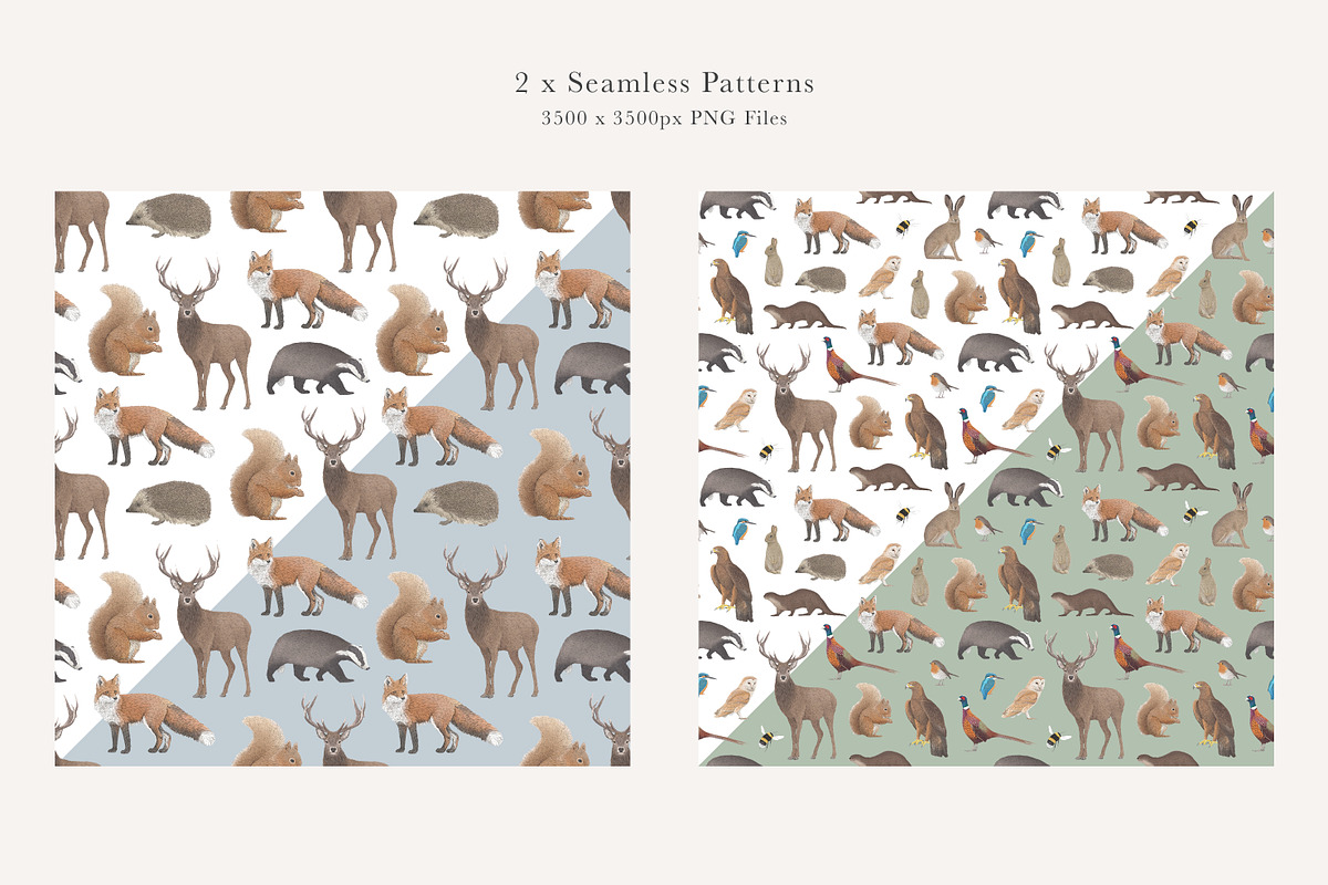 British Wildlife Species Set - PNGs, an Animal Illustration by LaurenFittonIllustration (Photo 4 of 10)