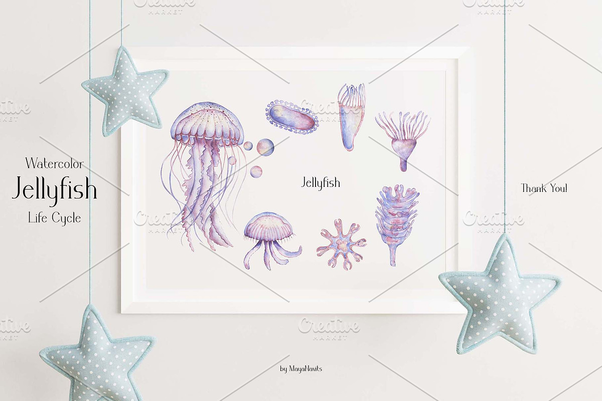 Watercolor Jellyfish Life Cycle Set, an Education Illustration by MayaNavits (Photo 5 of 6)