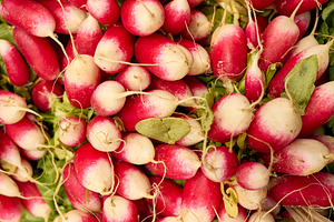Fresh French Breakfast Radishes, a Photo by Photos from the Heart