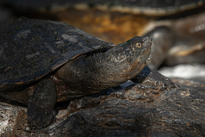 Juvenile Short-necked Turtle, an Animal Photo by Rob D Animal Photography