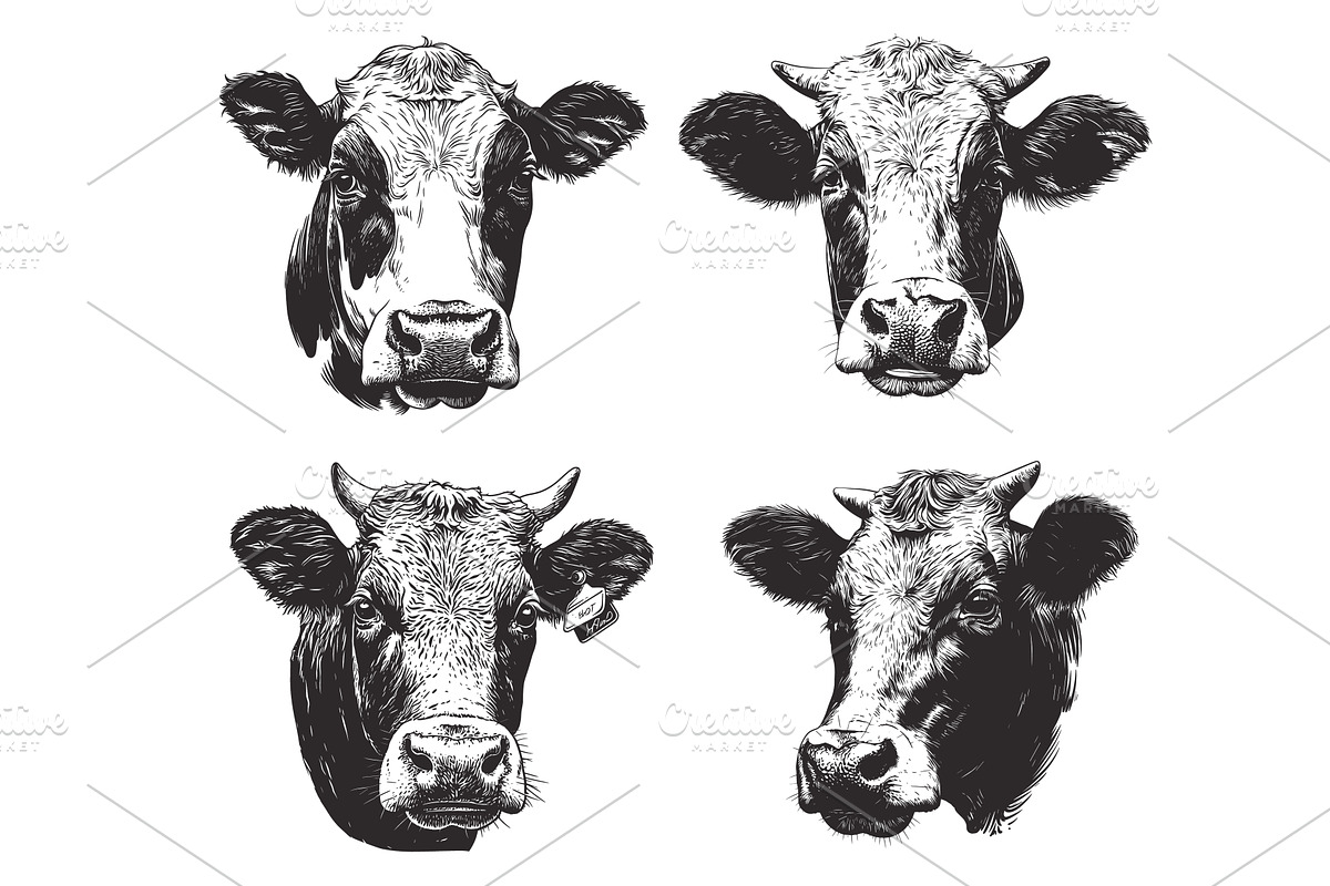 Hand drawn cow portrait set. Farming, an Animal Illustration by Stock-Smart-Start