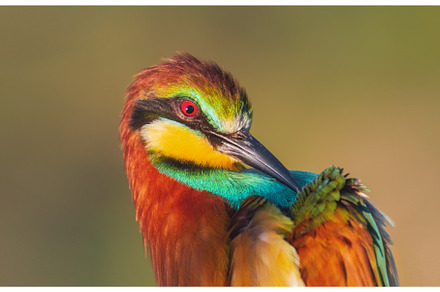 beautiful wild bird cleans its, an Animal Photo by Pakosta