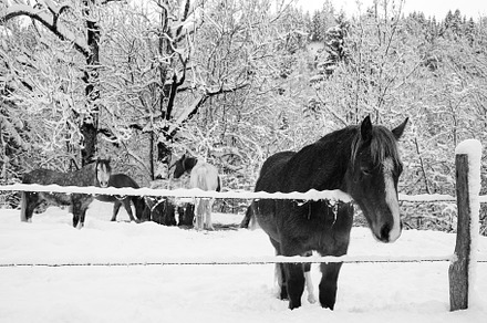 Horses in snow. France. Black white, an Animal Photo by Elena Dijour Photography