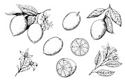 Lemon branches pattern and elements, a Food Illustration by Robusta (Thumbnail 3 of 5)