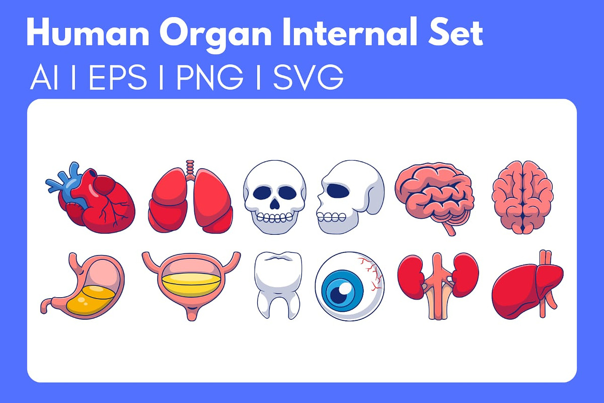 Human Body Internal Set Cartoon, a Person Illustration by Artstorystudio (Photo 1 of 13)