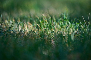 Green grass in a field, focused on the center, with a blurred fo, a Nature Photo by ndanko
