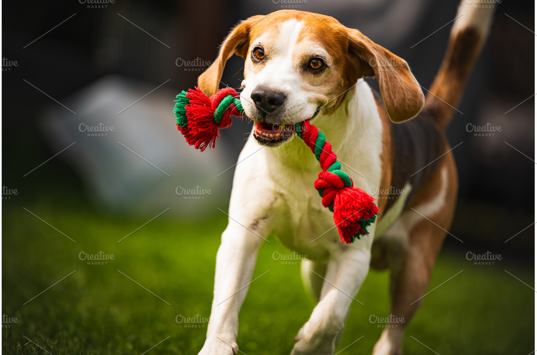 A playful and energetic Beagle is, an Animal Photo by MadPhotos