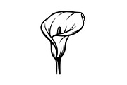 Black Lily Flower Vector Bundle, an Illustration by Designs_River (Thumbnail 38 of 51)
