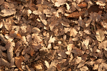 Leaf Litter - Oak Leaves
