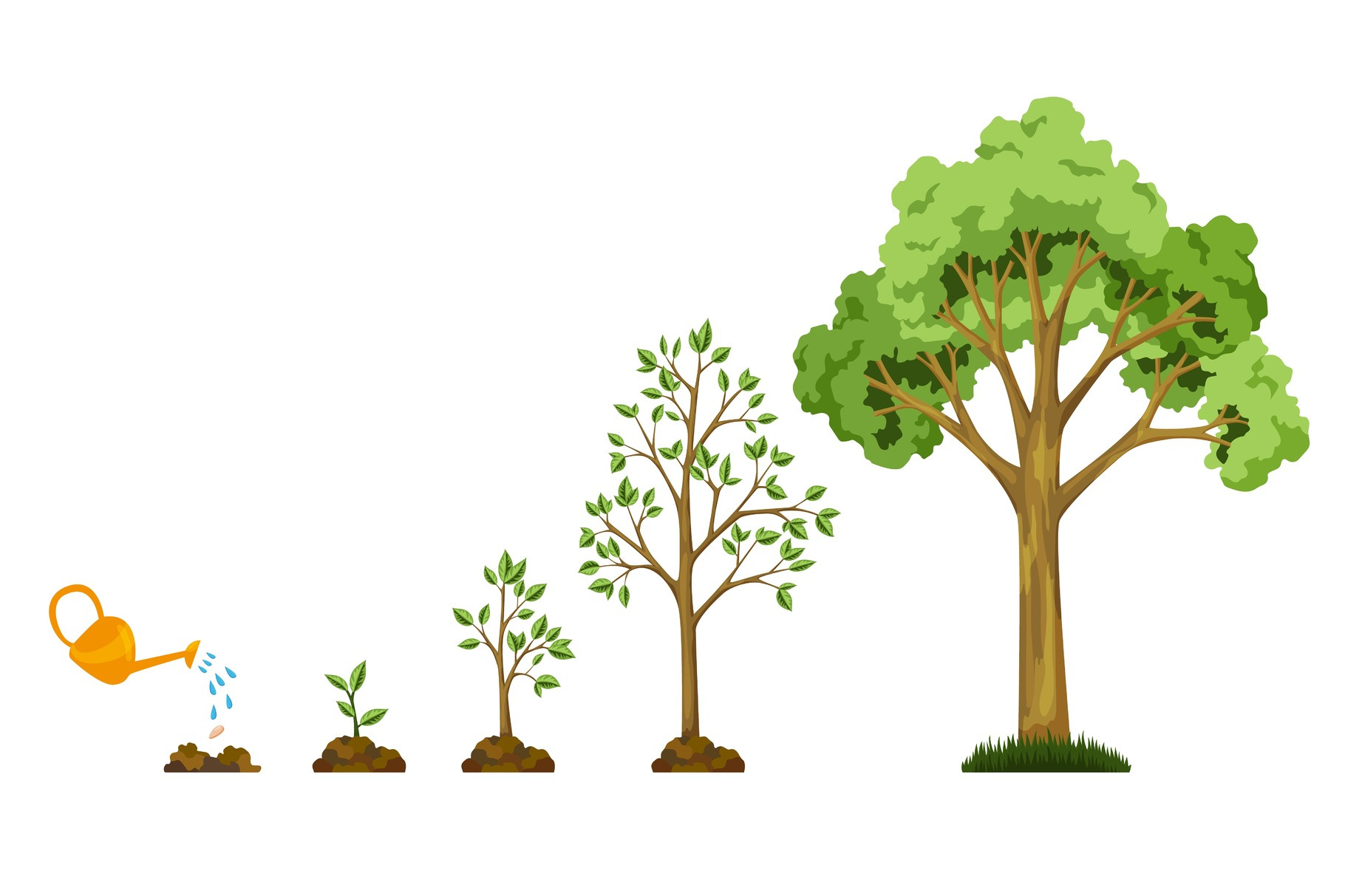 Stages growth of tree from | Illustrations ~ Creative Market