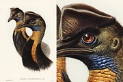 300+ The Birds of Australia, an Animal Illustration by Digital Museum (Thumbnail 3 of 15)