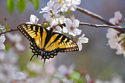 Butterfly containing butterfly, monarch, and spring, an Animal Photo by KABSPHOTOGRAPHY (Thumbnail 1 of 2)