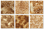 Deer Hide Digital Papers Fawn Fur, a Texture Graphic by Dream Creation (Thumbnail 2 of 7)