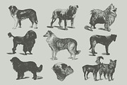 Vintage Bundle 2500+ Free Update, an Animal Illustration by Retro Machine (Thumbnail 103 of 170)