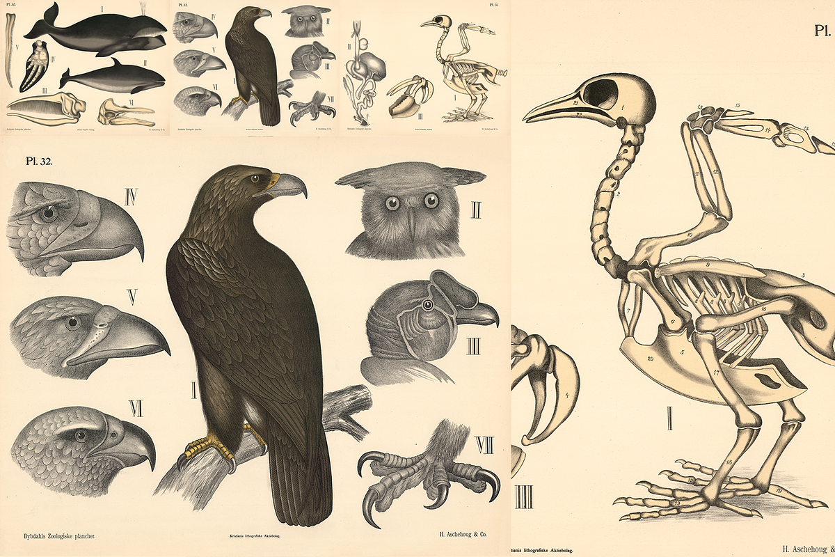 Dybdahl's Zoological Charts, an Animal Illustration by Digital Museum (Photo 6 of 9)