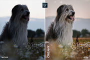 MOBILE + PC Lightroom Presets, a Plug-in Add-On by @guillepixl (Thumbnail 3 of 16)