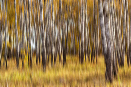 Autumn birch forest with sunshine., a Nature Photo by Eugene_Photo