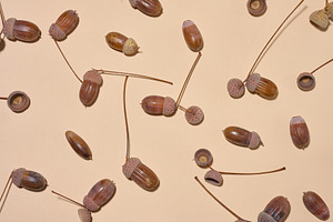 Top view of scattered acorns on a beige background, a Background Photo by ndanko