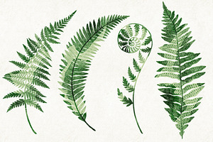 Ferns Bundle