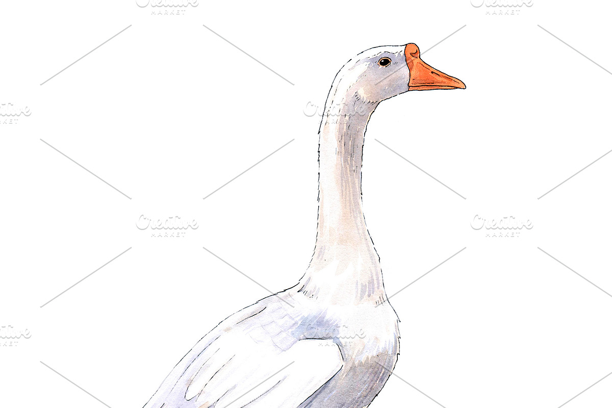 Farm Goose watercolor illustration, an Object Illustration by wedraw (Photo 2 of 3)
