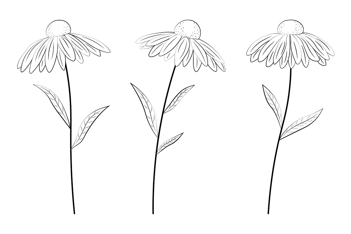 Flowers coloring. Daisies graphic, a Seasonal Illustration by IrinaShishkova (Photo 2 of 2)