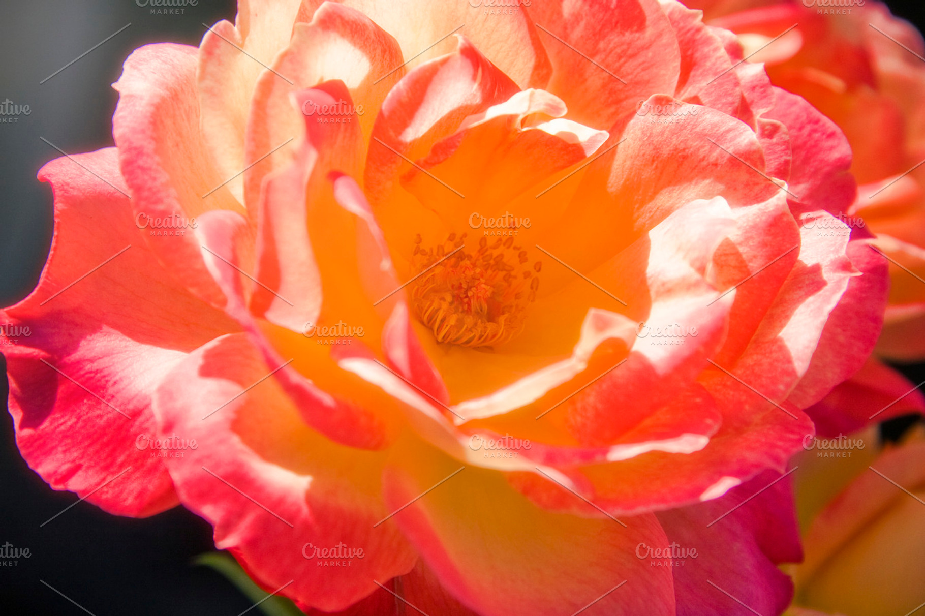 Colorful Blooming Roses 2 (Photo), a Nature Photo by Tien Frogget