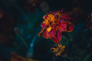Marigold flowers in the garden featuring flower, orange, and marigold
