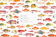 Mulgogi, Luxury Aquatic Designs., a Pattern Graphic by TSTUDIO (Thumbnail 7 of 15)