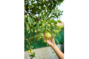 Girl picks green pear from tree in, a Nature Photo by IlliaBondarPhotography