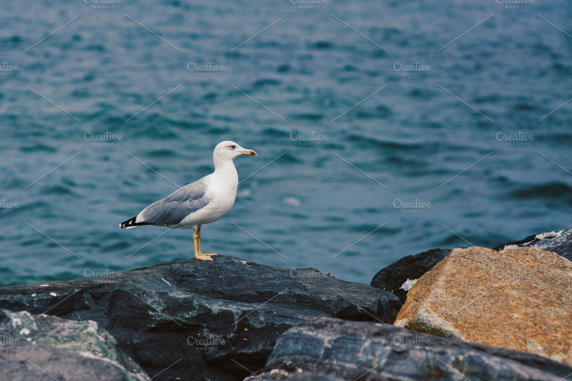 Seagull Featuring Seagull Nature And Sea