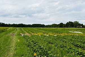 Harvest field with workers in a rural farm setting in Indiana USA on a sunny da, a Photo by AS photostudio