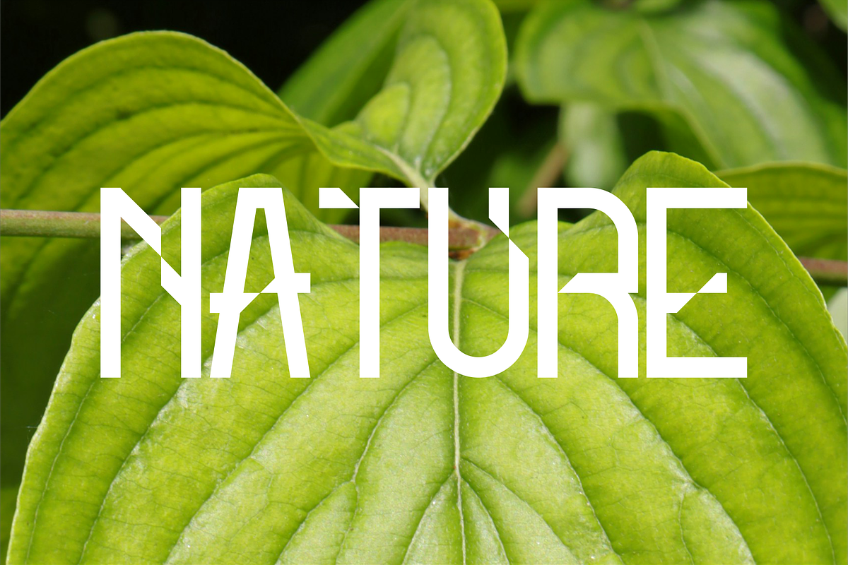 REDVICE, a Serif Font by asfgraphics (Photo 9 of 9)