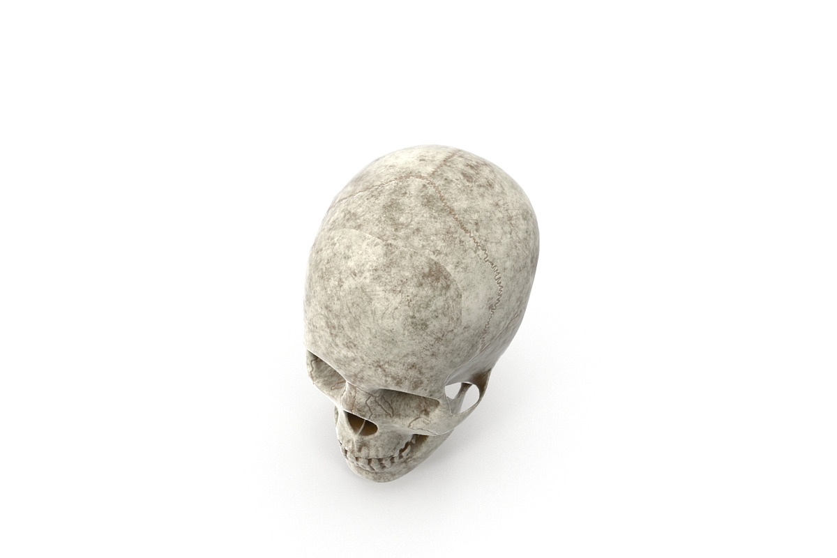 Human Skull Anatomy, a Characters & Person 3D Model by Tedi Permana (Photo 4 of 7)