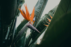 Minimalist Tropical Flower Photo, a Nature Photo by René Jordaan Photography