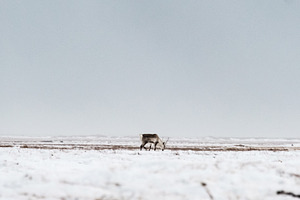 Solitary reindeer grazing in a snowy, a Photo by mishamartin
