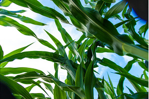 Field corn grows in the field, a Nature Photo by yanadjana