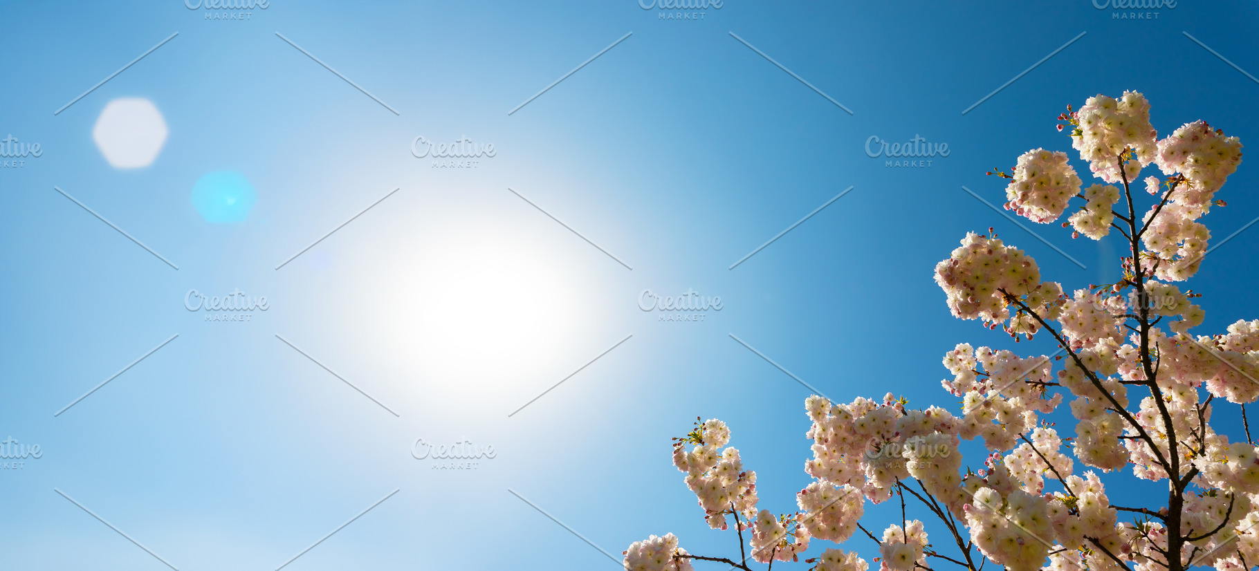 White cherry blossom branches reach into a bright sunlit sky, cr, a Nature Photo by Ales Munt