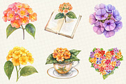 Watercolor Lantana Flower Clipart, an Illustration by OK Design (Thumbnail 5 of 5)