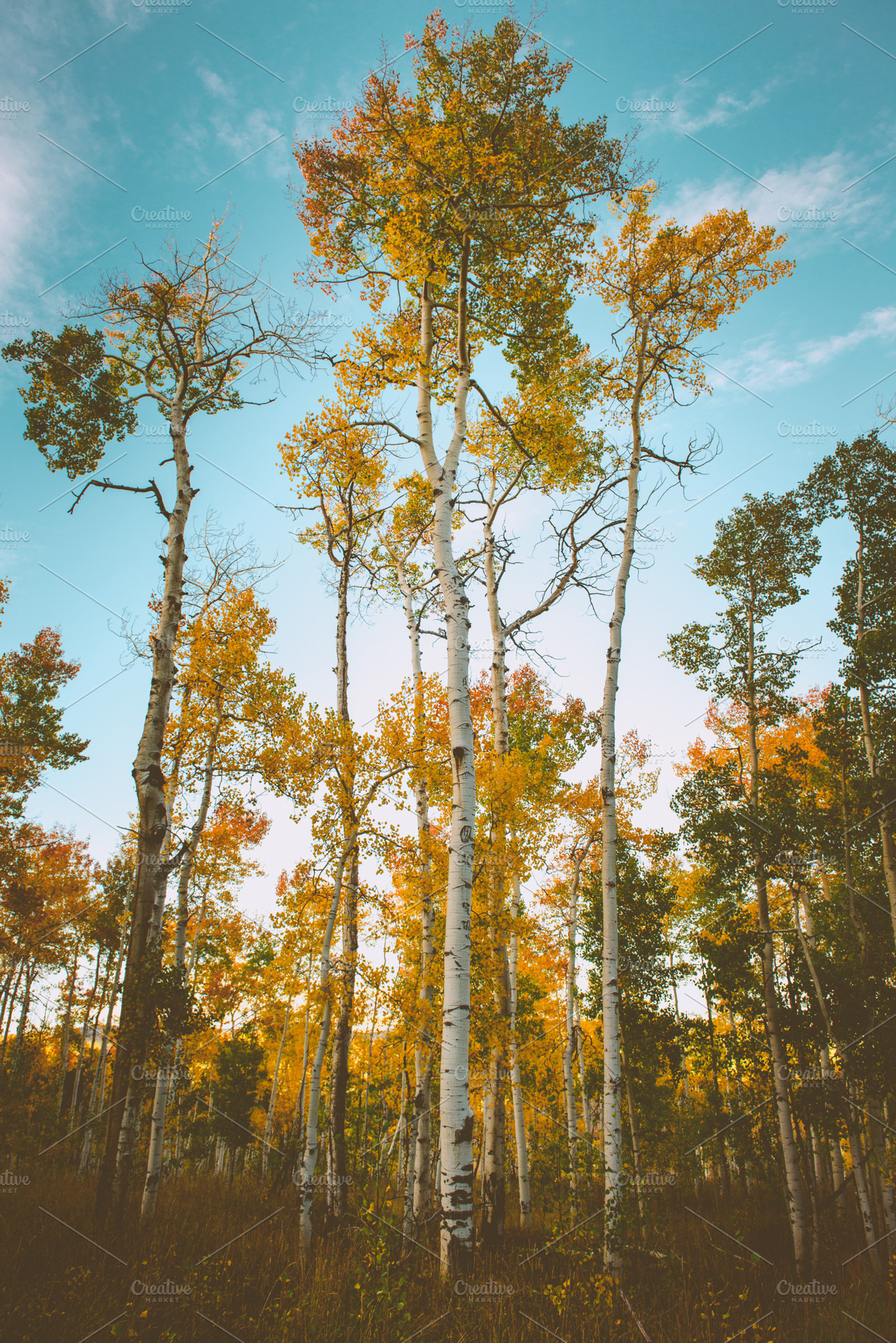 yellow aspens in autumn in colorado, a Nature Photo by tara wanders