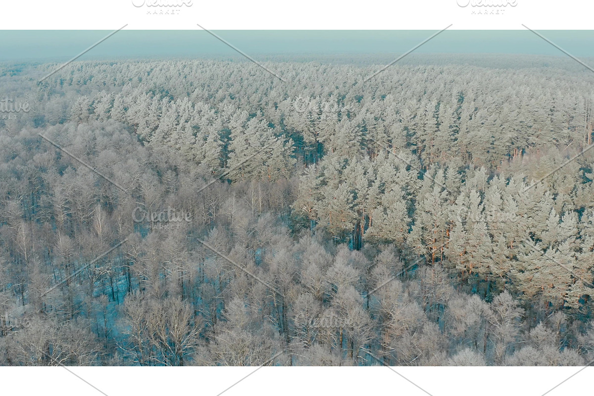 Beautiful Snowy White Forest In, a Nature Photo by Our Amazing World (Photo 1 of 2)