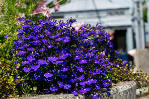 Vivid purple flowers blooming in Reykjavik, Iceland under bright summer sunligh, a Photo by AS photostudio