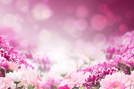 Pink and purple flowers at bokeh, a Nature Photo by VICUSCHKA
